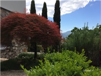 2d5ae036-20170428 Ri javor.jpg